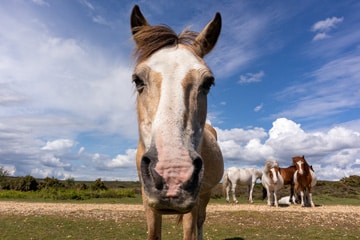 Geschil over de eigendom van een paard