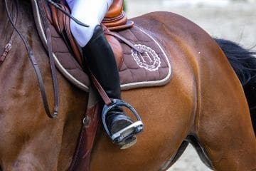 optocht diep lunch Onderzoeksplicht bij de koop van een paard