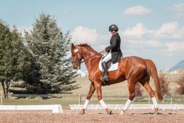 non-conformiteit paard hippisch recht weens koopverdrag